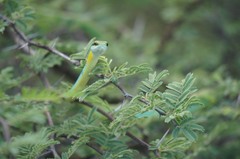 Leptophis diplotropis