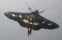 Desmia