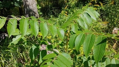 Juglans cinerea