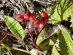 Sorbus scopulina