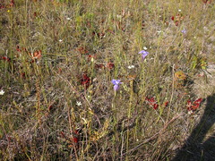 Gentianopsis virgata