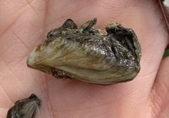 Dreissena bugensis