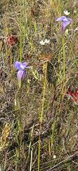 Gentianopsis virgata