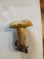 Boletus luridellus