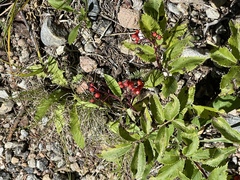 Sorbus scopulina