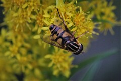 Helophilus fasciatus