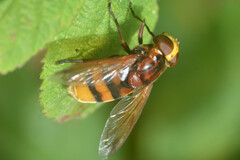 Volucella zonaria