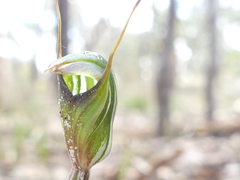 Pterostylis concinna