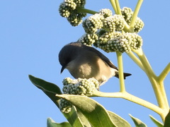 Zosterops mauritianus