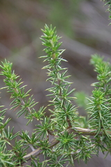 Aspalathus teres teres