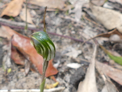 Pterostylis concinna