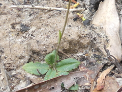 Pterostylis concinna