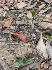 Pterostylis concinna