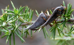 Aspalathus teres teres