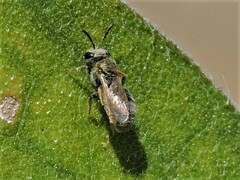 Halictus tripartitus