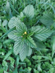 Malvastrum coromandelianum