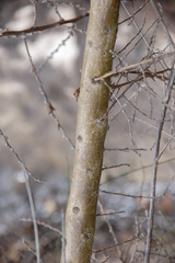 Aspalathus teres teres