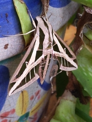 Eumorpha fasciatus