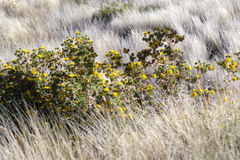 Berkheya spinosissima