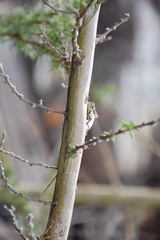 Aspalathus teres teres