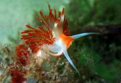 Sakuraeolis nungunoides