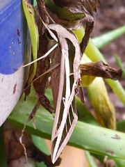 Eumorpha fasciatus