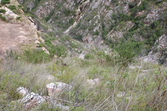 Aspalathus teres teres