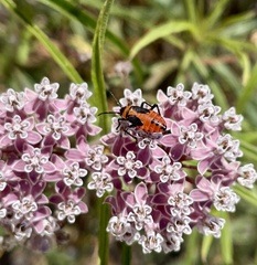 Oncopeltus fasciatus