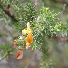 Aspalathus teres teres