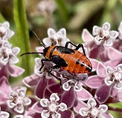 Oncopeltus fasciatus