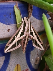 Eumorpha fasciatus