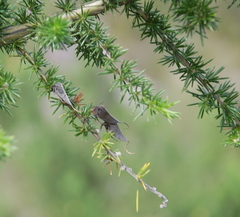 Aspalathus teres teres