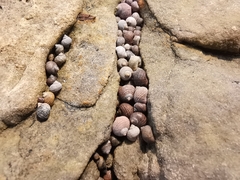 Littorina saxatilis