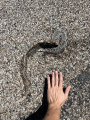 Pituophis catenifer