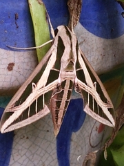 Eumorpha fasciatus