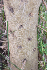 Aspalathus teres teres