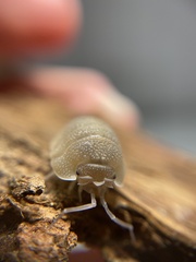 Armadillidium scaberrimum