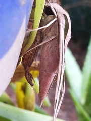 Eumorpha fasciatus