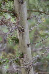 Aspalathus teres teres