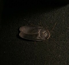 Polyphaga aegyptiaca