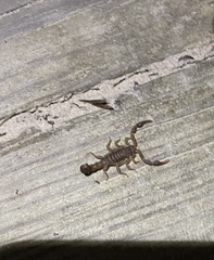 Vaejovis carolinianus