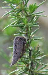 Aspalathus teres teres