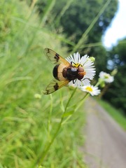 Volucella pellucens