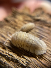 Armadillidium scaberrimum