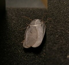 Polyphaga aegyptiaca