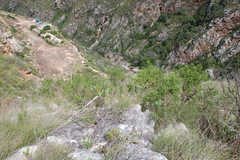 Aspalathus teres teres