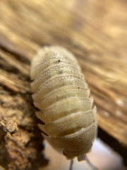 Armadillidium scaberrimum