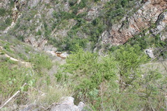 Aspalathus teres teres