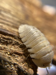 Armadillidium scaberrimum