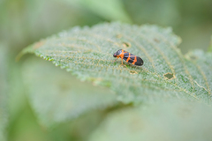 Phymatostetha
